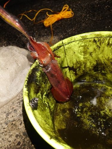 ケンサキイカの釣果