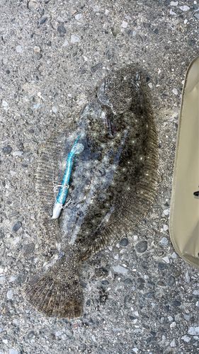 ヒラメの釣果