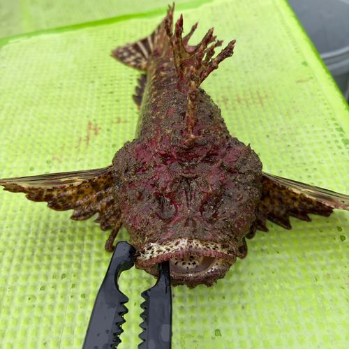 オニオコゼの釣果