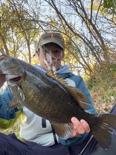 スモールマウスバスの釣果