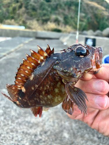 ムラソイの釣果