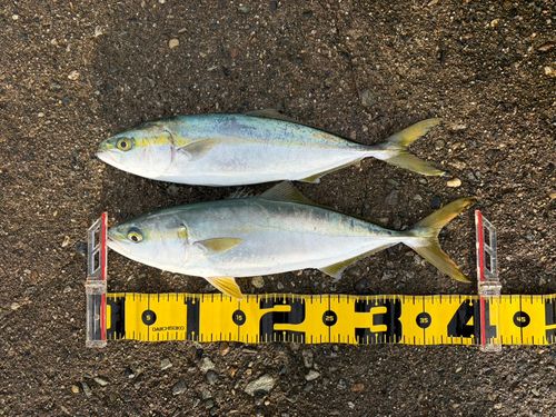 フクラギの釣果