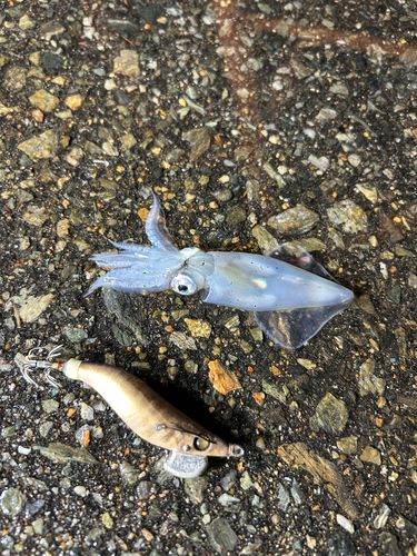 ヒイカの釣果