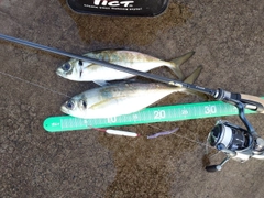 マアジの釣果