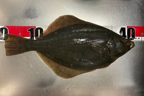 イシガレイの釣果