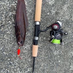 エゾイソアイナメ