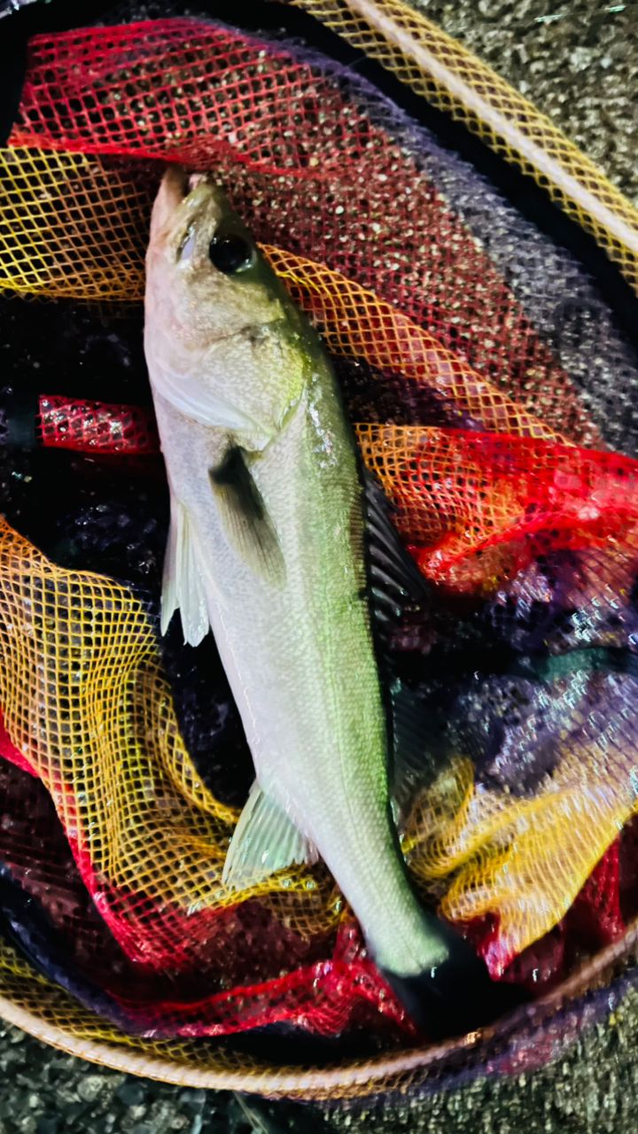 セイゴ（マルスズキ）