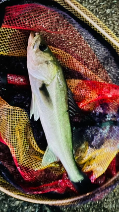 セイゴ（マルスズキ）の釣果