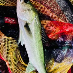 セイゴ（マルスズキ）