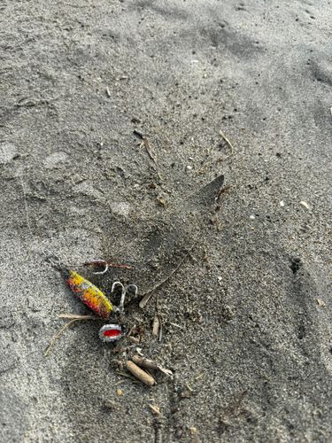 シタビラメの釣果