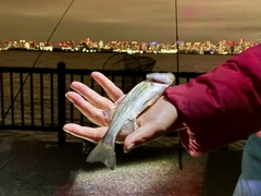 セイゴ（マルスズキ）の釣果