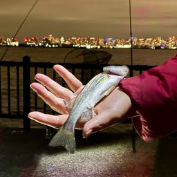 セイゴ（マルスズキ）