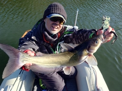 アメリカンキャットフィッシュの釣果