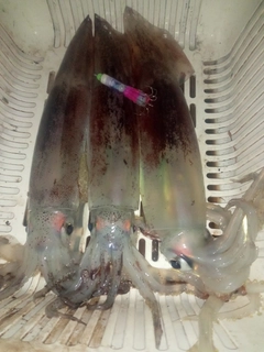 スルメイカの釣果