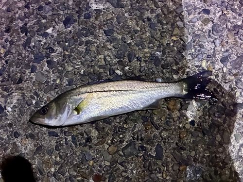 若洲海浜公園海釣り施設