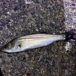 セイゴ（マルスズキ）