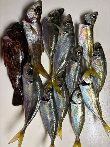 アジの釣果