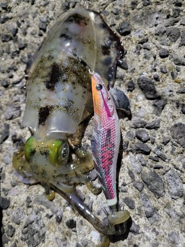 アオリイカの釣果