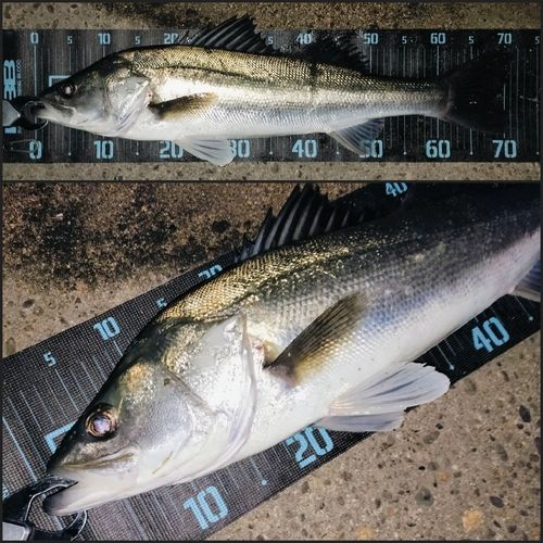 シーバスの釣果