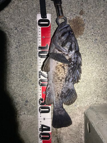 クロソイの釣果