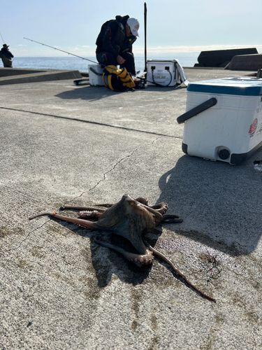 タコの釣果