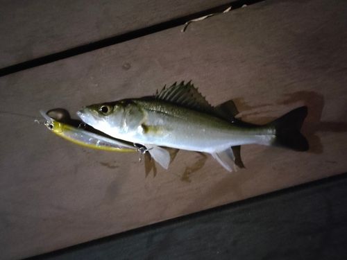 スズキの釣果