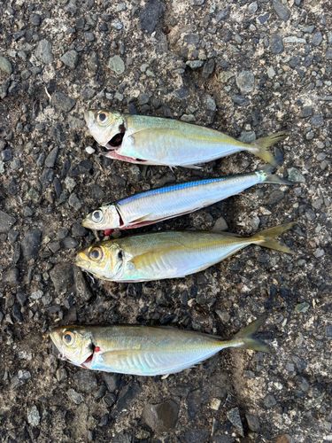 ウルメイワシの釣果