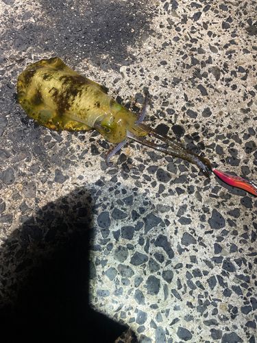 アオリイカの釣果