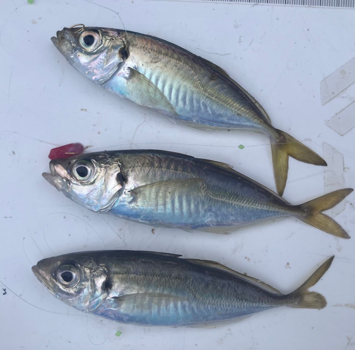 アングラーナーヒャンさんの釣果 2枚目の画像