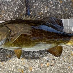 スモールマウスバス