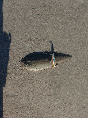 シタビラメの釣果