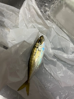 ダツの釣果