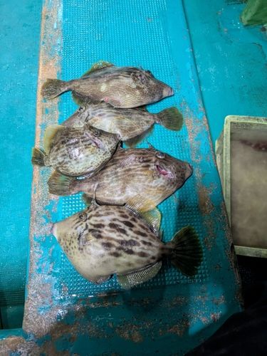 カワハギの釣果