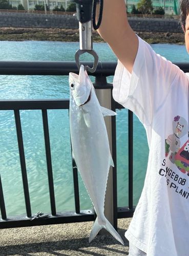 イケカツオの釣果