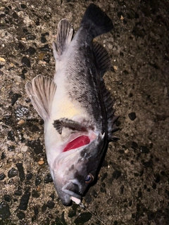クロソイの釣果
