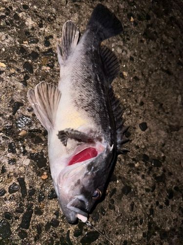 クロソイの釣果