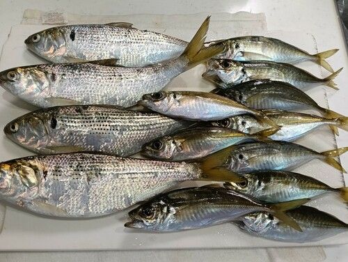 大黒海づり施設