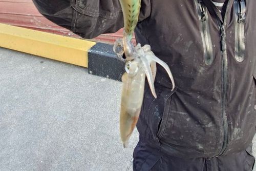ヒイカの釣果