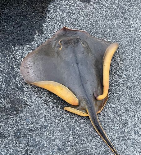 アカエイの釣果