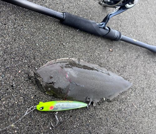 シタビラメの釣果