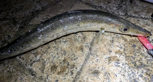 アカカマスの釣果