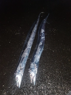 タチウオの釣果