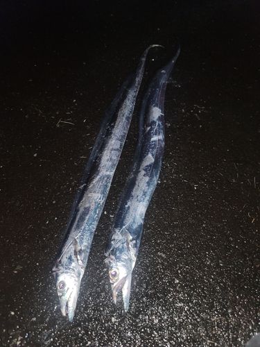 タチウオの釣果