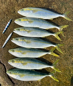 フクラギの釣果