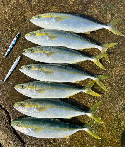 フクラギの釣果