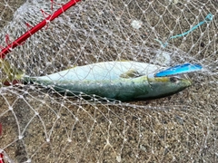 フクラギの釣果