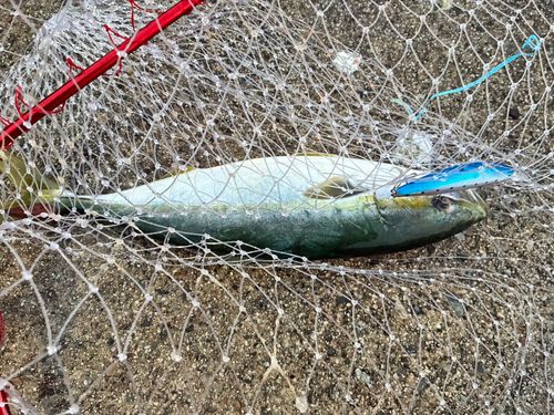 フクラギの釣果