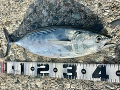 スマガツオの釣果