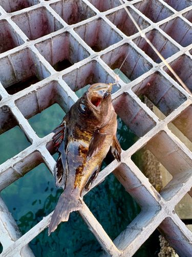 メバルの釣果