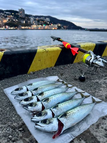 ゴマサバの釣果